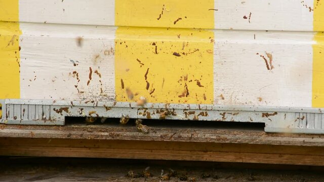 Bees leaving and entering a wooden beehive painted in white and yellow