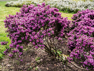 Obraz premium Spring flowers in the garden.
