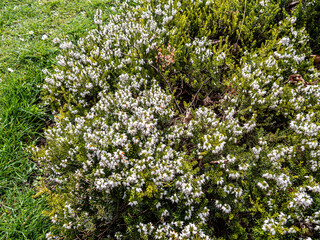 Fototapeta na wymiar Spring flowers in the garden.