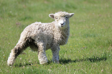 Fototapeta premium Romneyschaf / Romney sheep / Ovis.