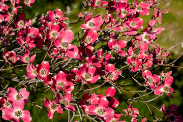 Pink flowering dogwood tree (Pink Cornus florida rubra tree) in spring sun a nature background.