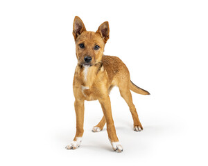 Yellow Crossbreed Puppy Standing on White
