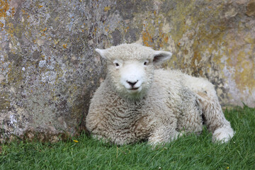 Romneyschaf / Romney sheep / Ovis.