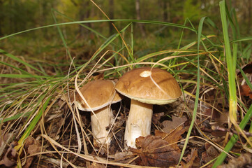Duo de bolets