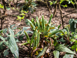 Spring flowers in the garden.