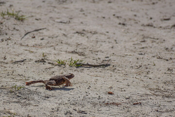Brown frog walking on the beach