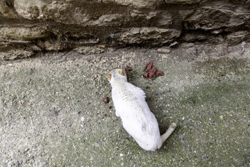 Stray cats eating on the street