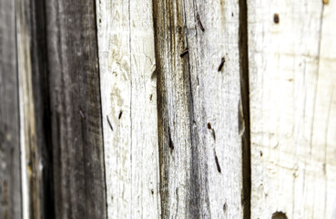 Obraz premium Wooden planks background