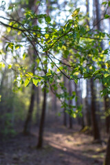 Beautiful defocused sunny spring forest background. Selective focus on leaves on the branch.