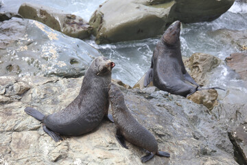 Neuseeländischer Seebär / New Zealand fur seal / Arctocephalus forsteri.