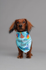 dog wearing a scarf