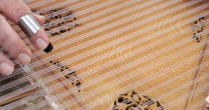 people and dogs at park listening live music