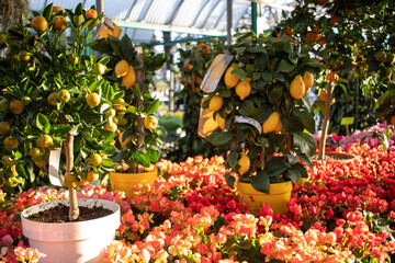 le meraviglie della natura