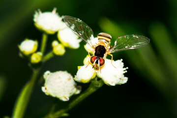 Avispa en flor, macro.