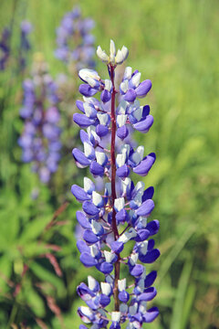 Purple white lupine flowers on the field in summer. Central Russia