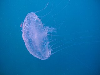 Jellyfish chrysaora lactea in the natural national park Islas del Rosario, Colombia