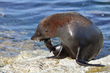 Neuseeländischer Seebär / New Zealand fur seal / Arctocephalus forsteri