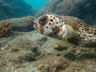 Pufferfish Diodon holocanthus in Tayrona National Natural Park