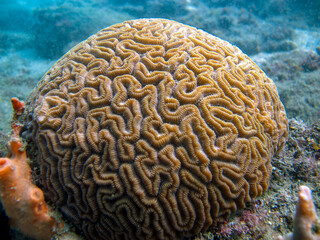Brain coral Diploria labyrinthiformis in the Rosario Islands National Natural Park, Colombia