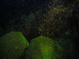 Coral Orbicella faveolata in the natural national park Islas del Rosario, Colombia
