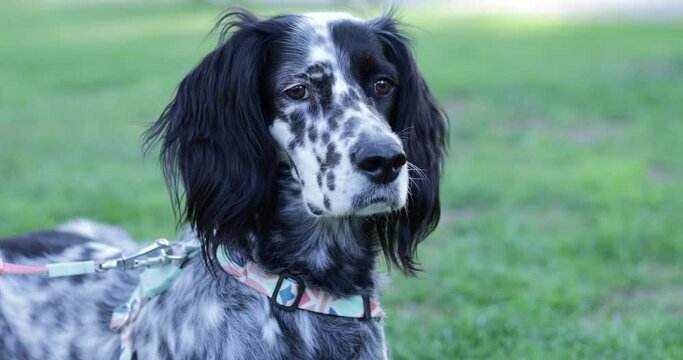 black and white dog