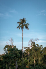 Fototapeta premium Palm trees in the blue sky