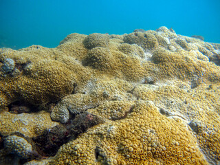 Zoantide Palythoa caribaeorum in Tayrona National Natural Park