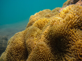 Naklejka na ściany i meble Soft coral Ricordea florida in Tayrona national natural park