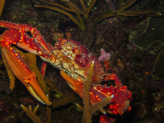 King crab maguimithrax spinosissimus in the Rosario Islands natural national park