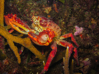 King crab maguimithrax spinosissimus in the Rosario Islands natural national park