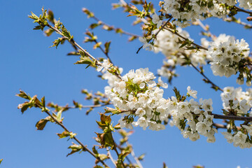 Branches with white blossoming cherry blossoms in a private garden. 