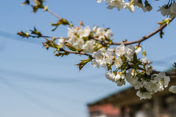 Branches with white blossoming cherry blossoms in a private garden. 