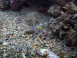 Cleaner crab Periclimenes yucatanicus in Tayrona National Natural Park