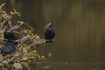 IBIS, ave de color negro y pico largo posada en una rama