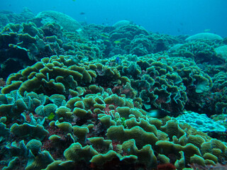 Naklejka na ściany i meble Coral lettuce Agaricia tenuifolia in the Rosario Islands natural national park