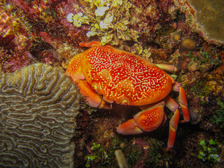 Carpilius corallinus crab in Tayrona national natural park