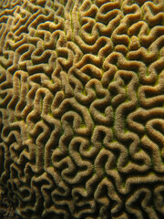 Brain coral in Tayrona National Natural Park