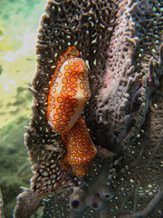 Flamengo snail Cyphoma gibbosum in Tayrona national natural park