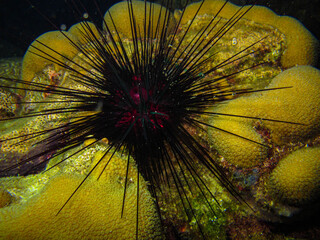 Sea urchin Diadema antillarum in Tayrona national natural park