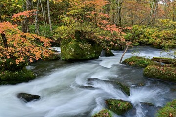 晩秋の奥入瀬渓流の急流と紅葉のコラボ情景＠青森
