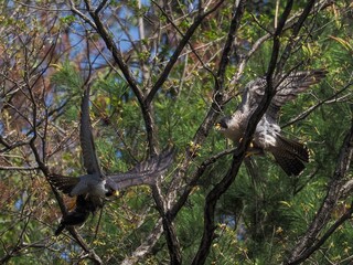 木の上で餌渡しをする繁殖期のハヤブサカップル