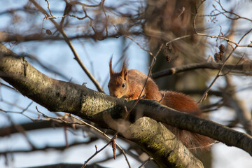 Eichhörnchen