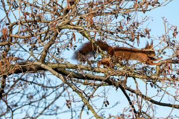 Eichhörnchen