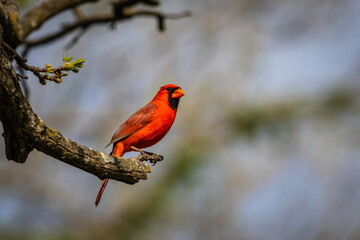 Northern cardinal resting in the tree