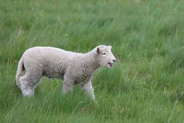 Romneyschaf / Romney sheep / Ovis.