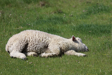Romneyschaf / Romney sheep / Ovis.