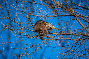 Raccoon on branch