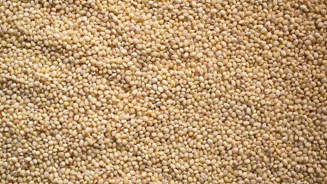 Raw whole dry Proso millet