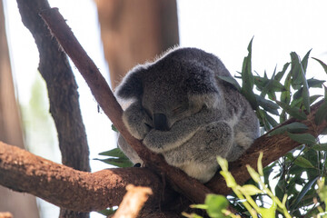 A koala sleeping on tree branch.