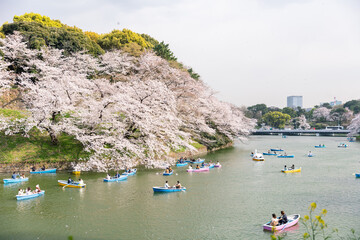 千鳥ヶ淵の桜とボート